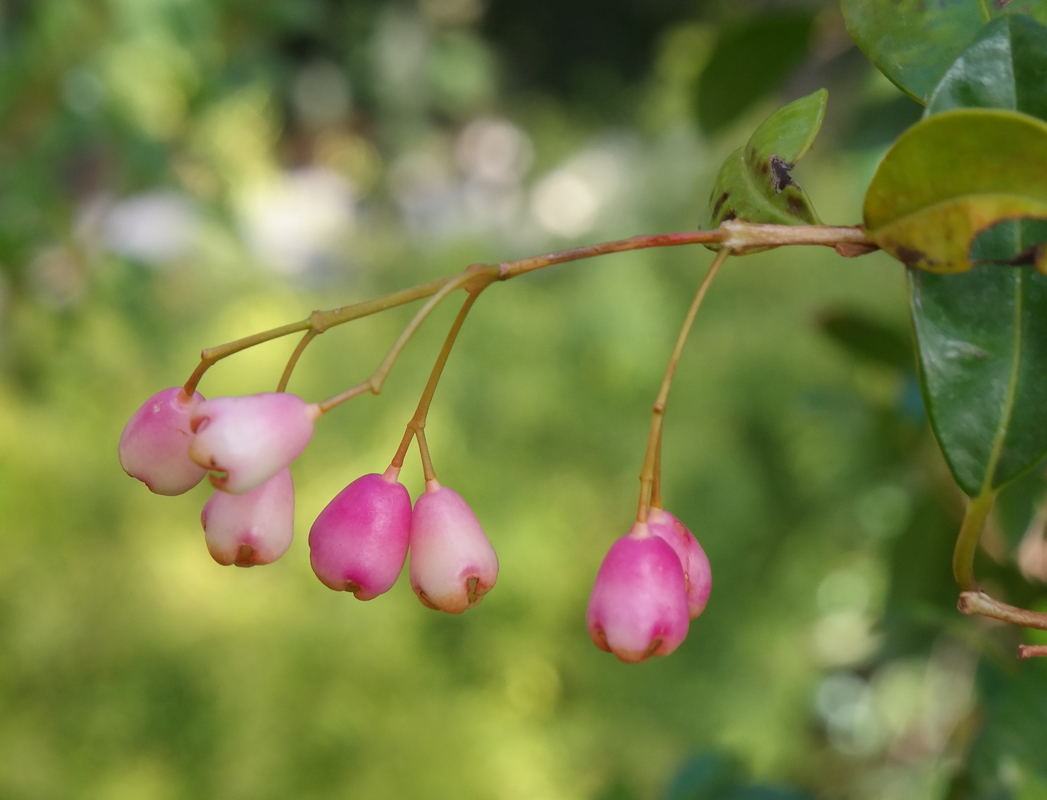 Image of genus Syzygium specimen.