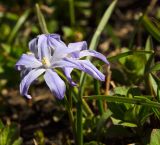 Chionodoxa luciliae. Цветки и части листьев. Пермь, Свердловский р-н, в озеленении двора. 20 апреля 2024 г.