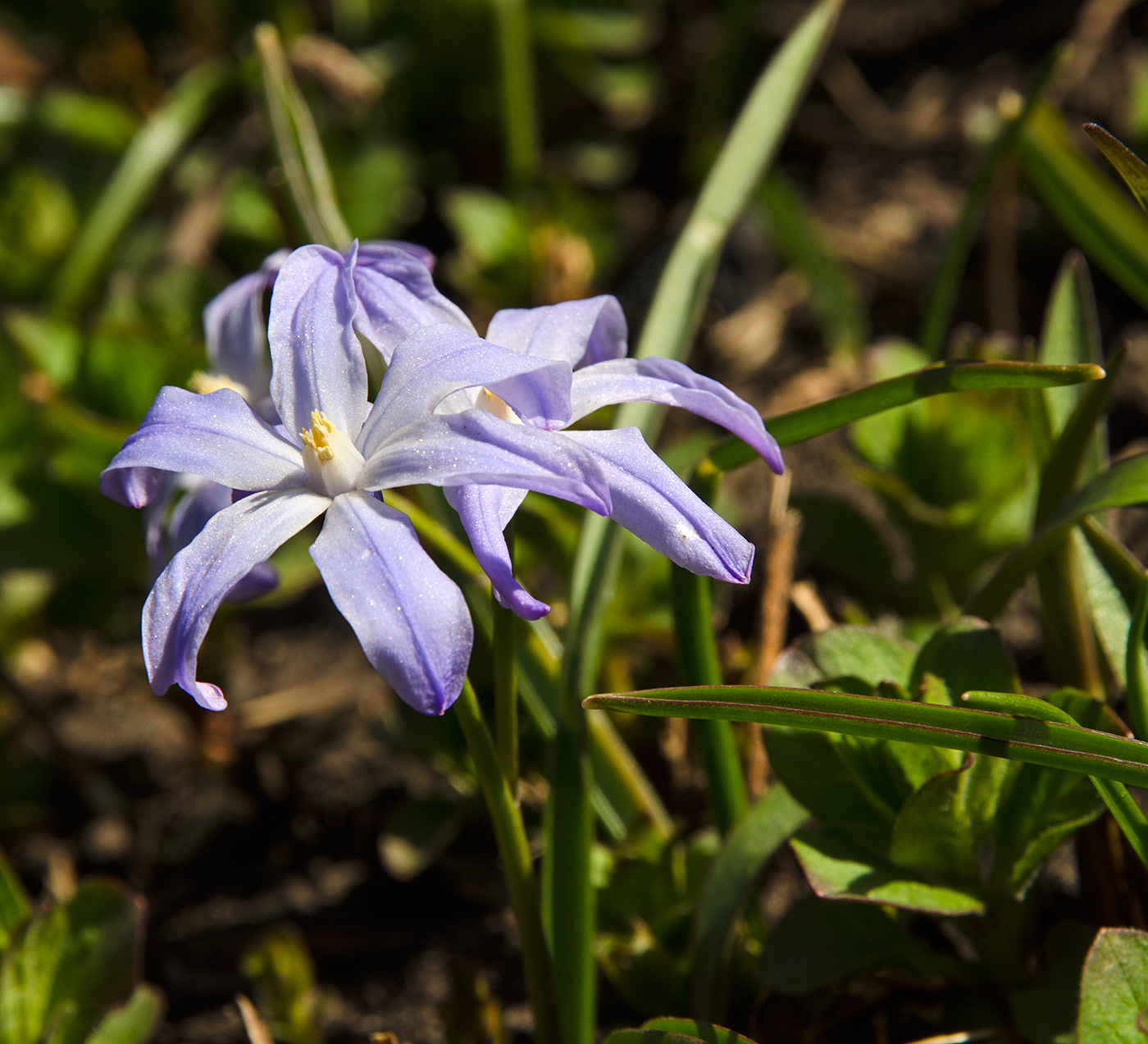 Изображение особи Chionodoxa luciliae.