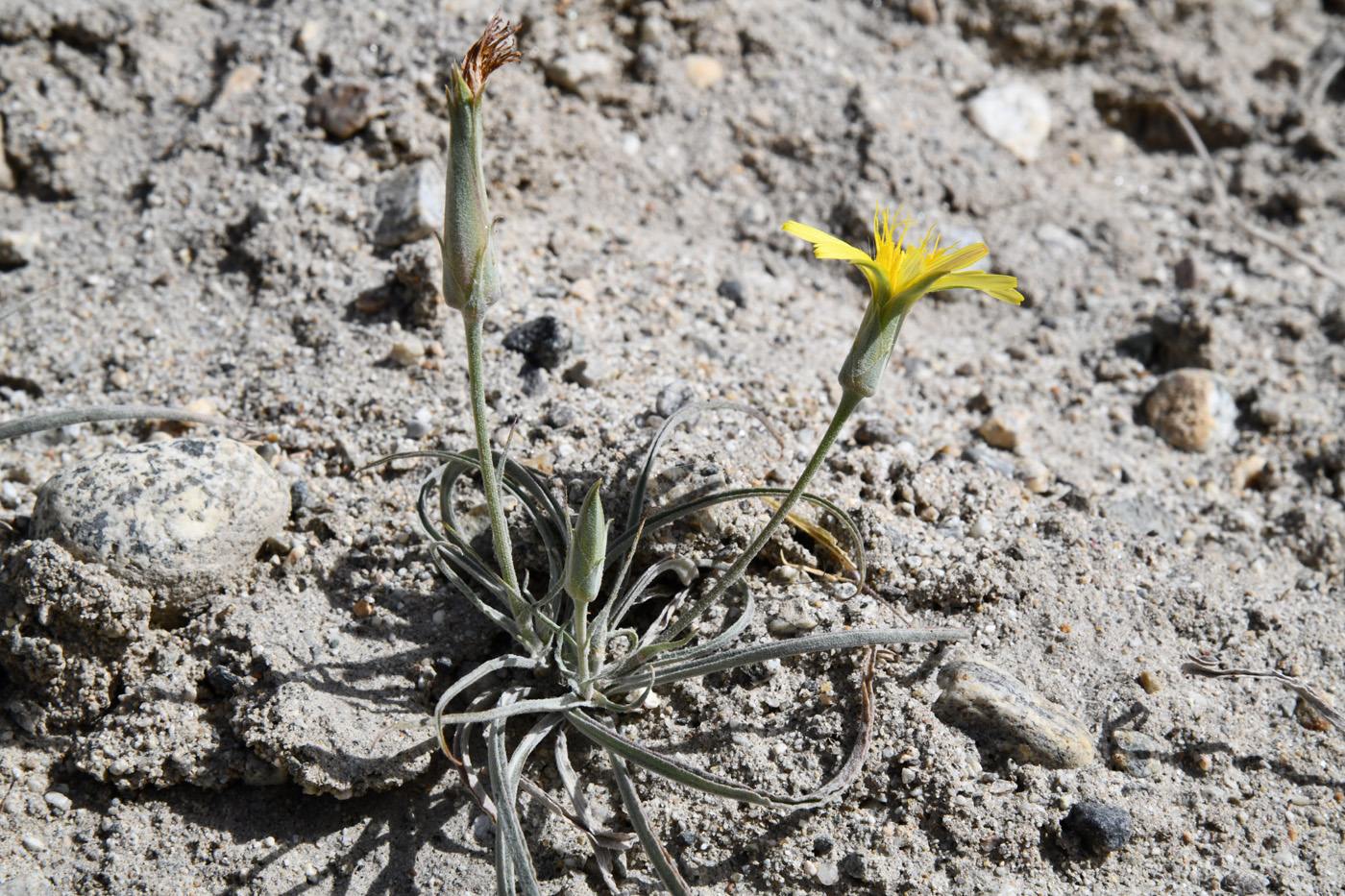 Image of Scorzonera pubescens specimen.