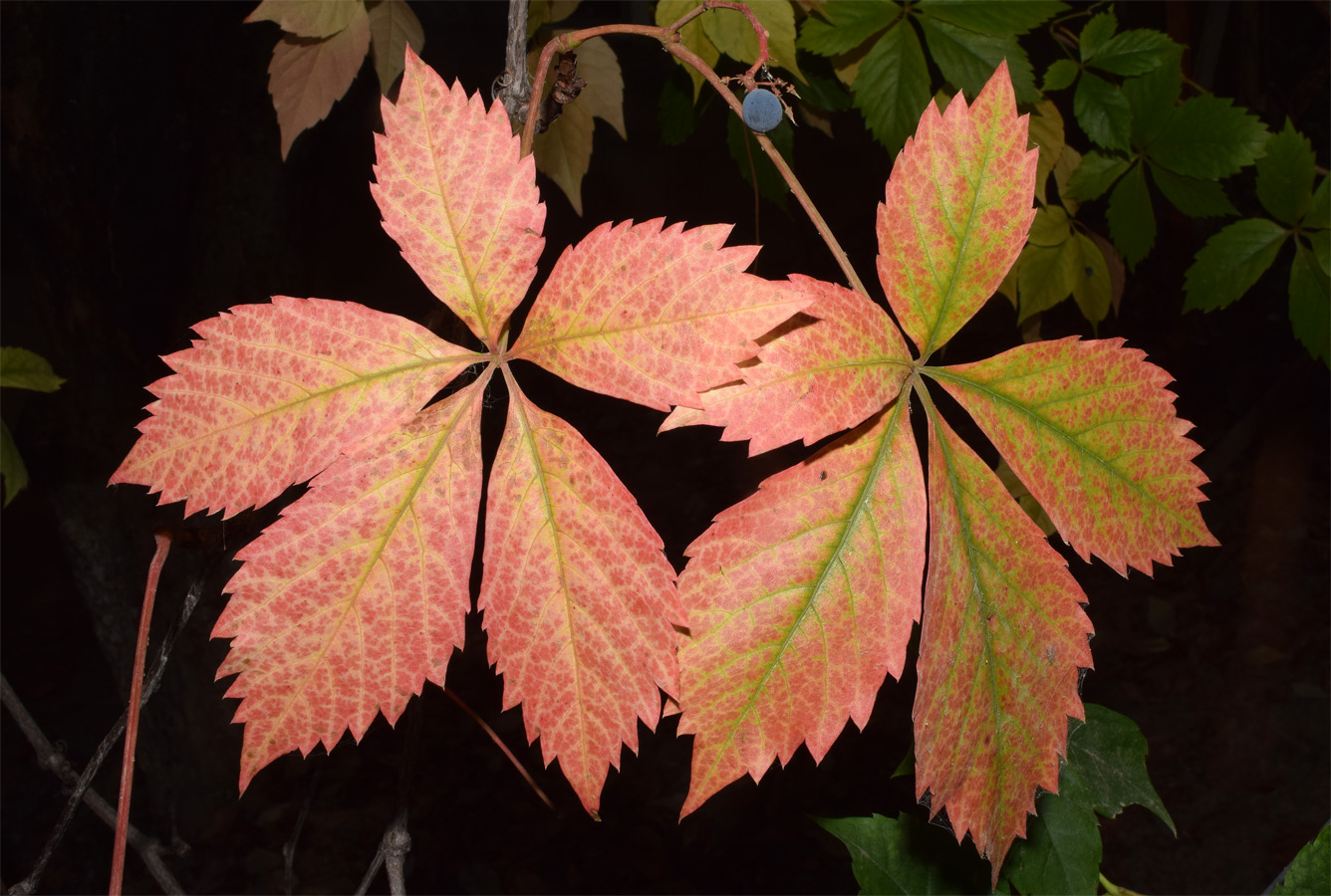 Изображение особи Parthenocissus quinquefolia.