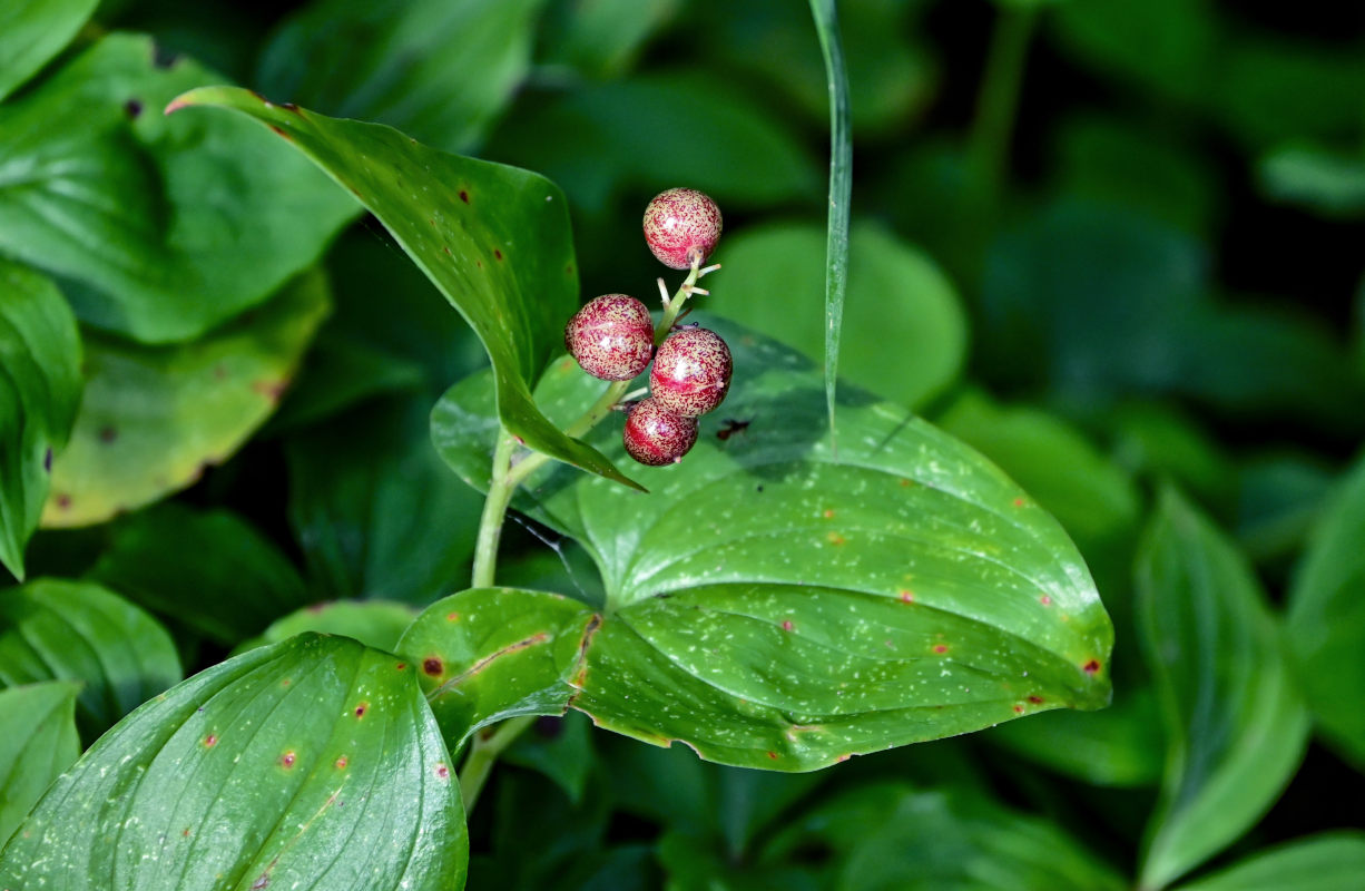 Image of Maianthemum dilatatum specimen.