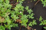 Geranium sibiricum