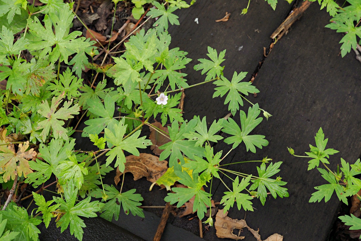 Изображение особи Geranium sibiricum.