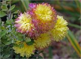 Chrysanthemum indicum. Соцветия и бутоны. Московская обл., Раменский р-н, окр. дер. Хрипань, садовый участок. 12.09.2024.