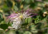 Capparis herbacea. Верхушка побега с цветком. Турция, пров. Анталья, р-н Кумлуджа, окр. вдхр. Алакыр, каменистая обочина грунтовой дороги. 31.05.2024.