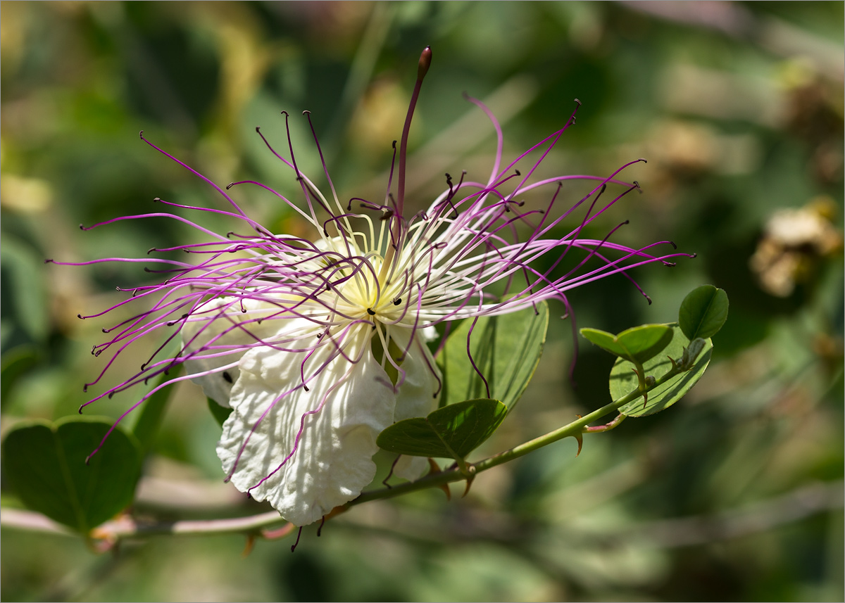 Image of Capparis herbacea specimen.