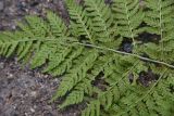 Dryopteris dilatata. Часть вайи с сорусами (вид на абаксиальную поверхность). Кабардино-Балкария, Эльбрусский р-н, Терскольский лес, подножие горы Чегет. 26 августа 2023 г.