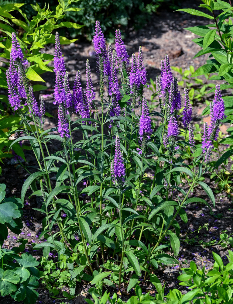 Изображение особи Veronica spicata.