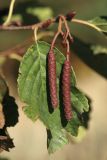 Alnus glutinosa