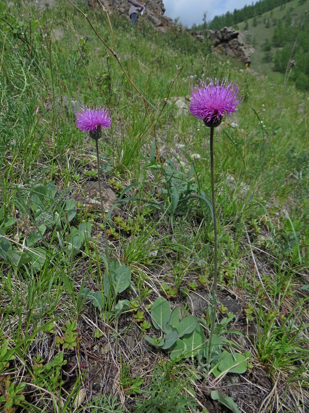 Image of Klasea marginata specimen.