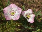 Convolvulus chinensis. Цветки. Бурятия, 10 км З Улан-Удэ, 23 августа 2005 г.