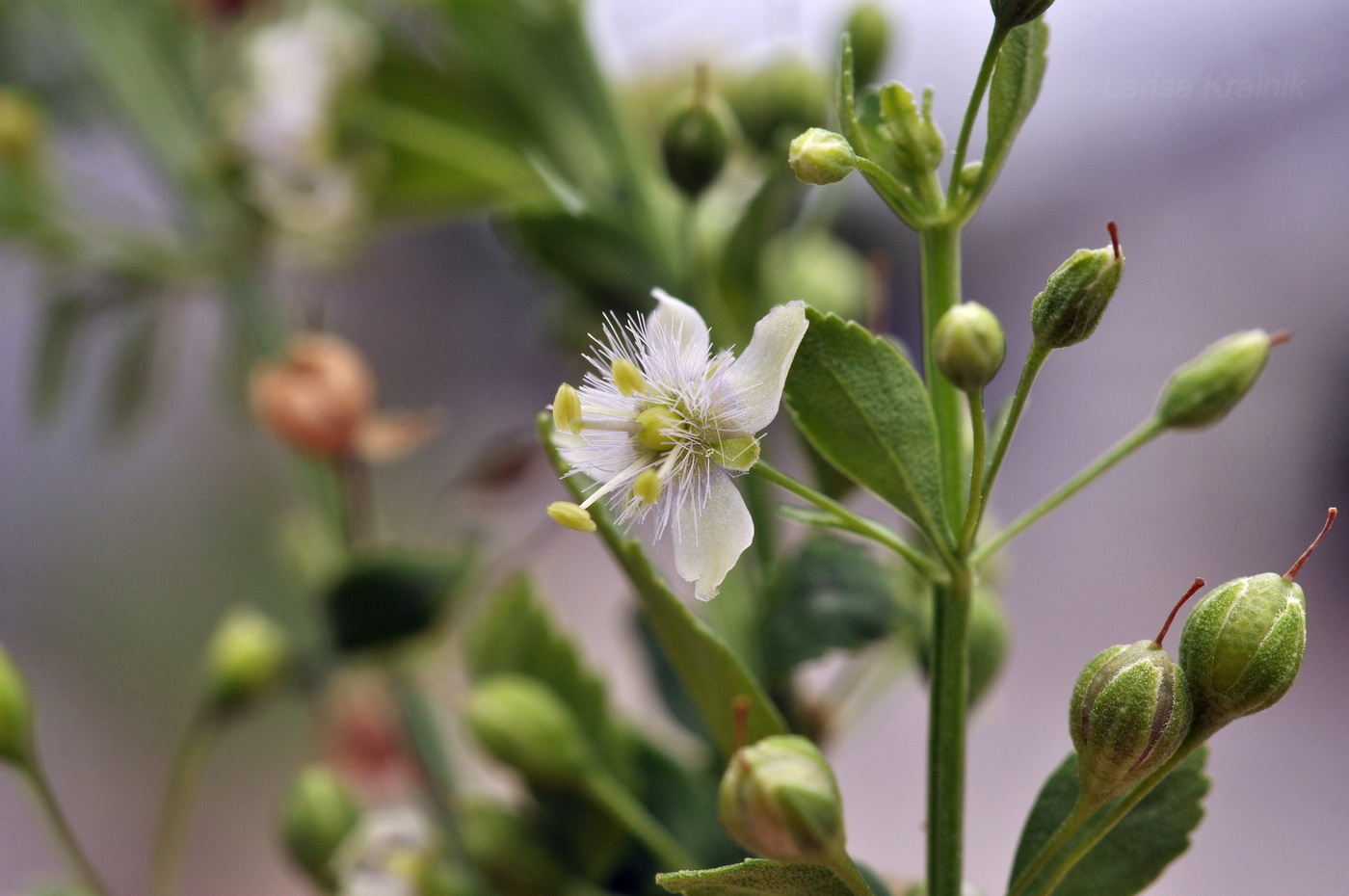 Изображение особи Scoparia dulcis.