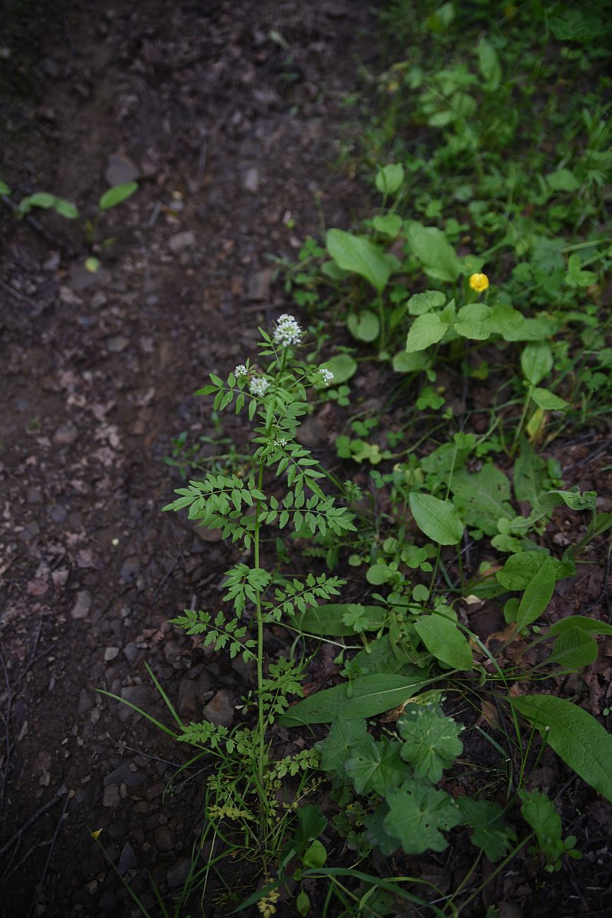 Image of Cardamine impatiens specimen.