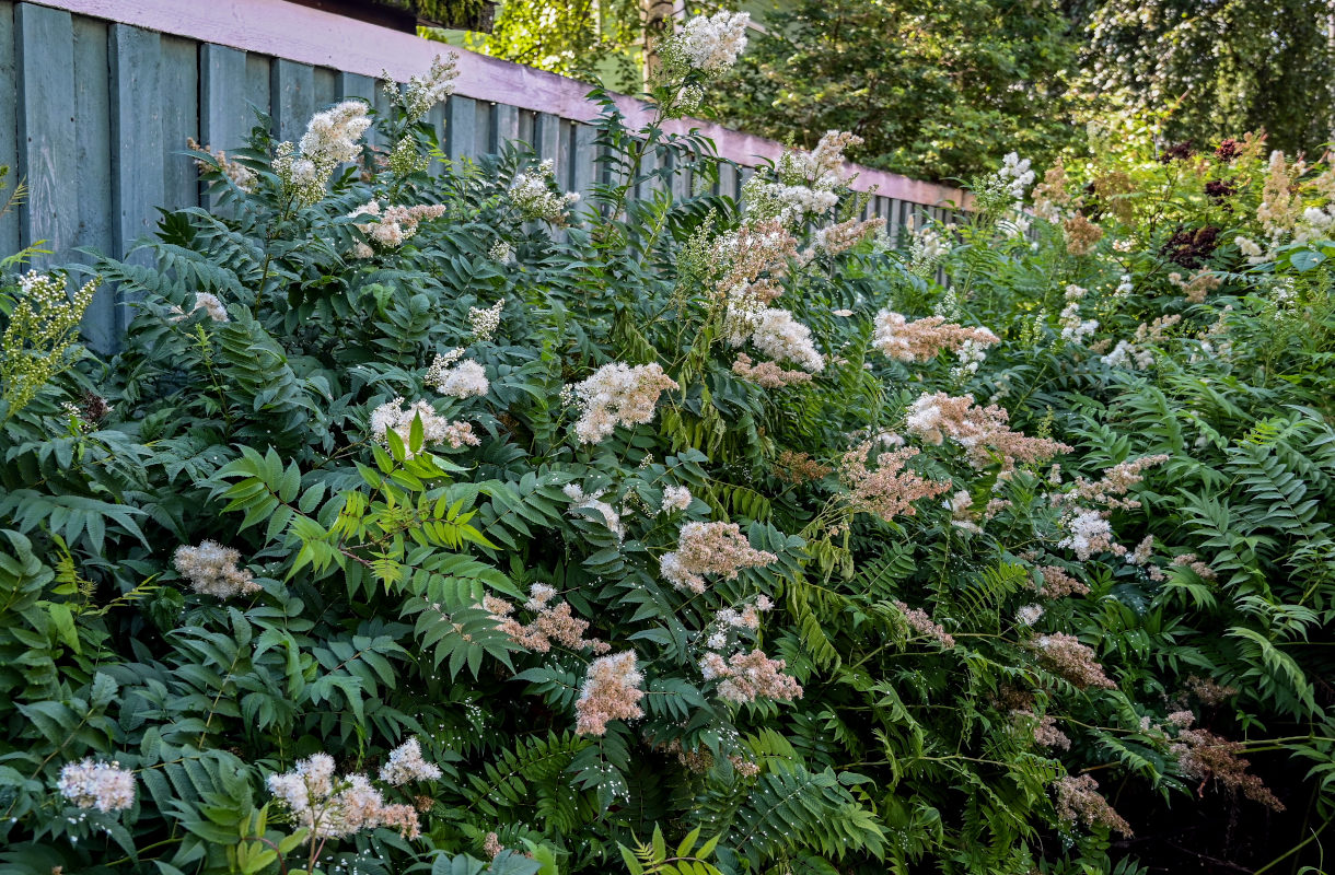 Изображение особи Sorbaria sorbifolia.