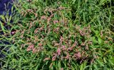 Persicaria lapathifolia