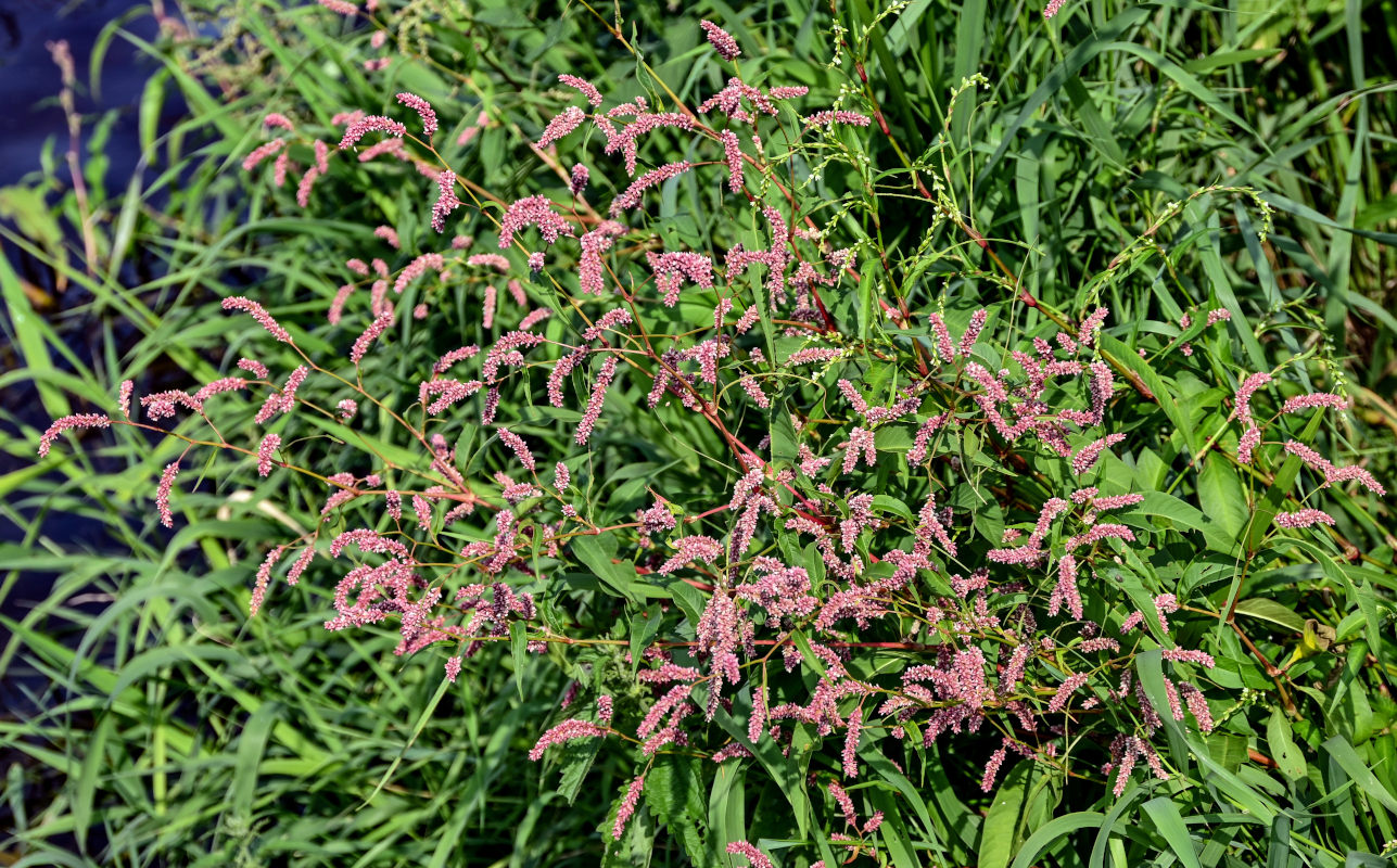 Изображение особи Persicaria lapathifolia.