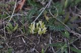 genus Astragalus. Цветущее растение. Грузия, край Самцхе-Джавахети, окр. с. Шока, выс. 1500 м н.у.м., ок. разрушенной церкви. 26.04.2019.