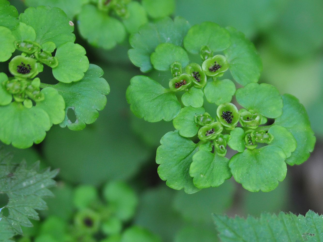 Image of Chrysosplenium alternifolium specimen.
