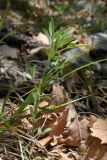 View full-size image Ononis pusilla