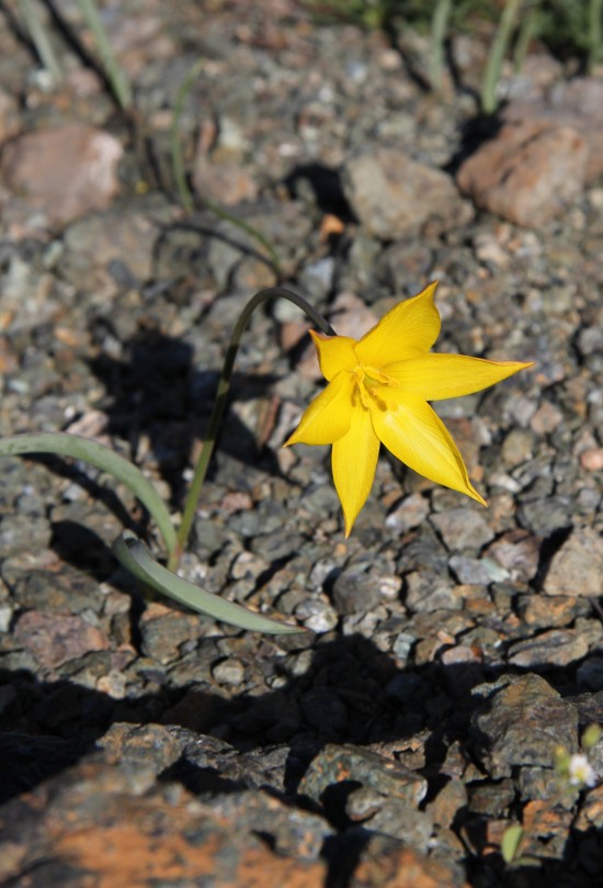 Image of Tulipa australis specimen.