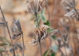 View full-size image Phlomis chimerae