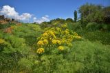 View full-size image Prangos ferulacea