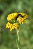 View full-size image Achillea arabica