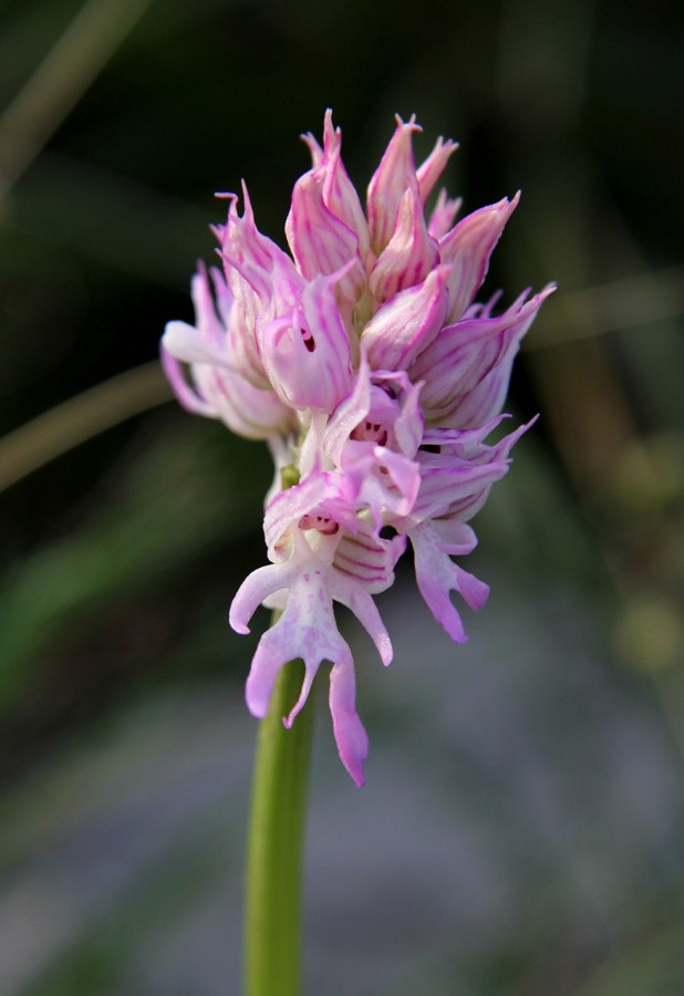 Image of Orchis italica specimen.