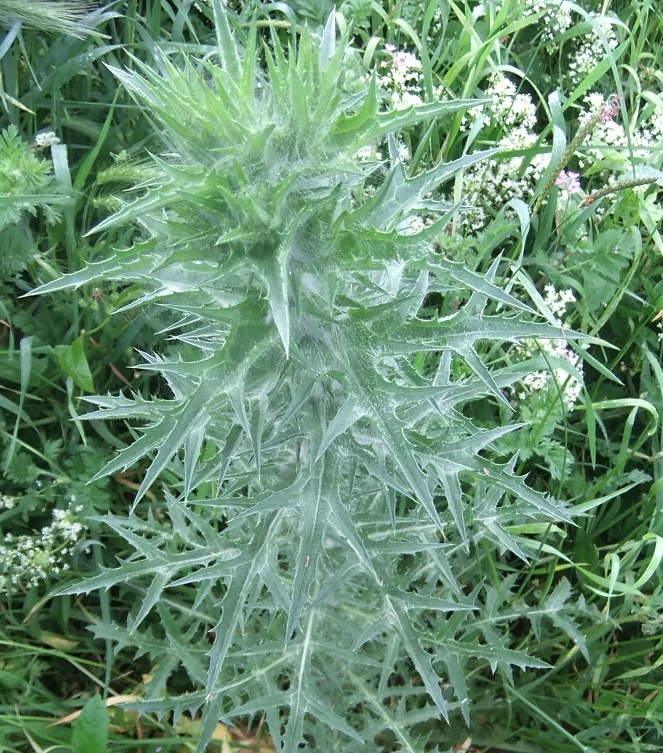 Image of Carthamus lanatus specimen.