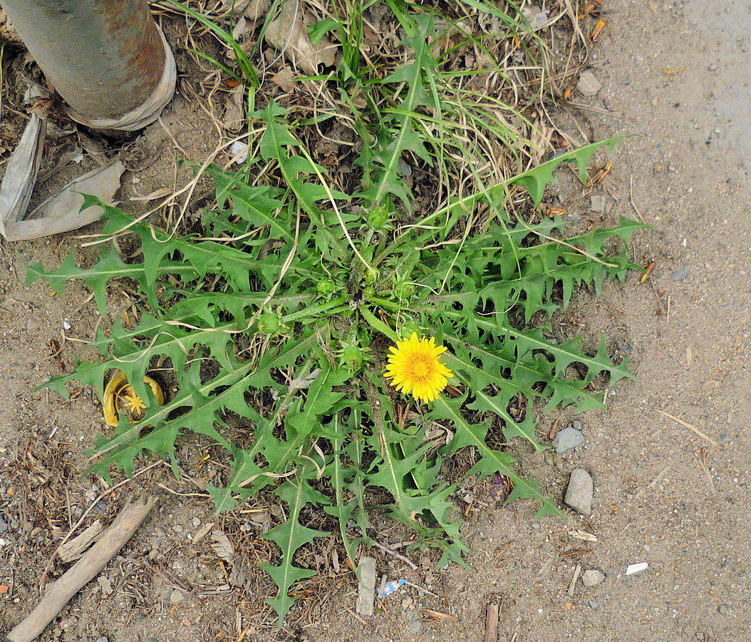 Image of Taraxacum brassicifolium specimen.