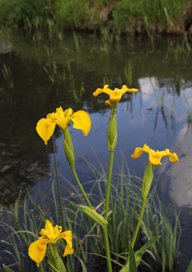 Изображение особи Iris pseudacorus.