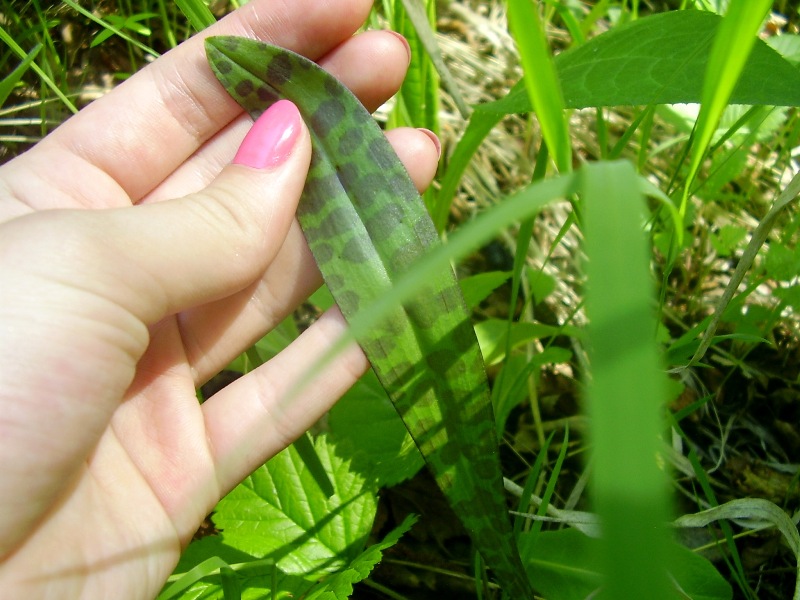 Image of Dactylorhiza fuchsii specimen.