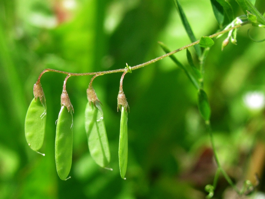 Image of Vicia tetrasperma specimen.