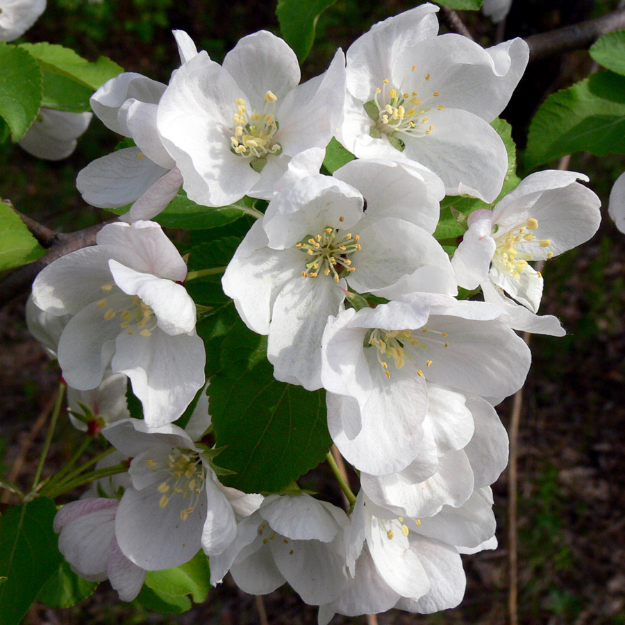 Изображение особи Malus domestica ssp. cerasifera.