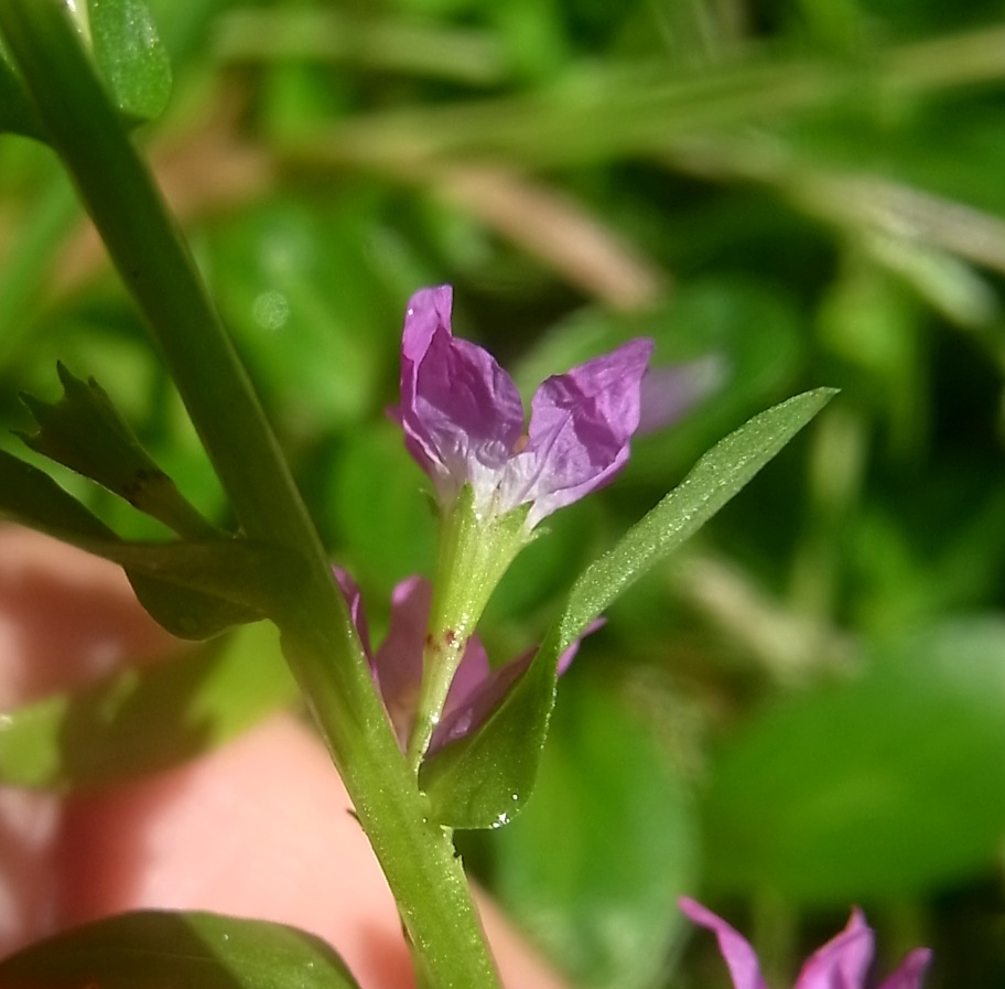 Image of genus Lythrum specimen.