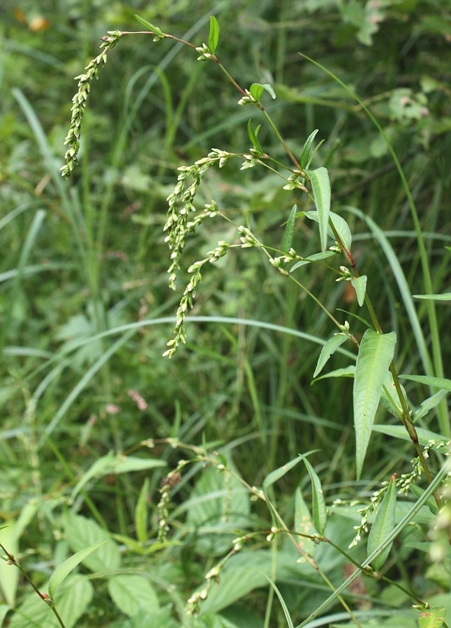 Image of Persicaria hydropiper specimen.