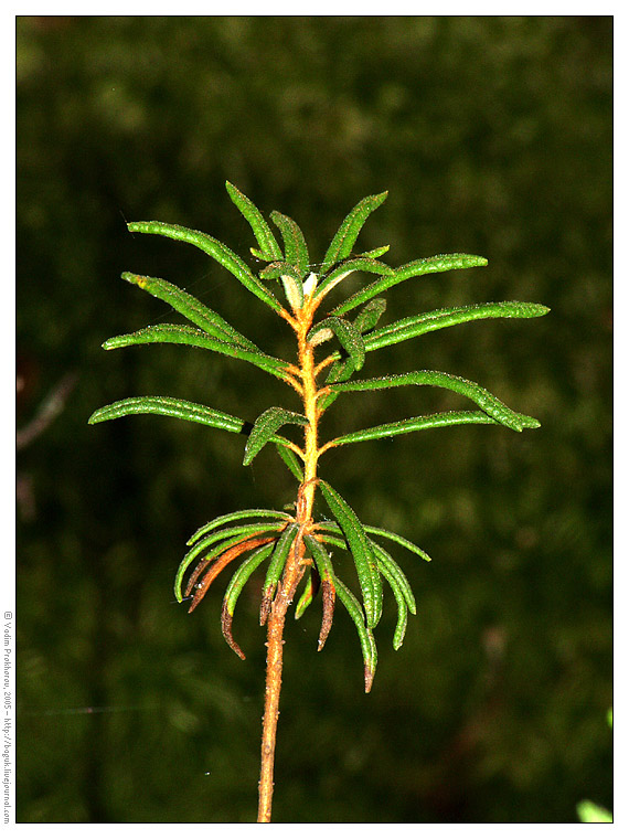 Image of Ledum palustre specimen.