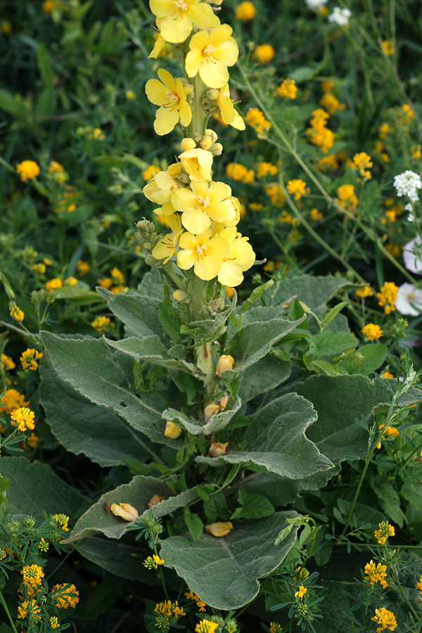 Изображение особи Verbascum densiflorum.