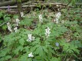 Corydalis cava. Цветущие растения в лесу. Украина, Львовская обл., 15.04.2008.