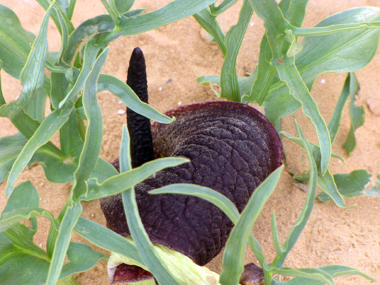 Image of Eminium spiculatum specimen.