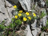 genus Helianthemum. Цветущее растение. Крым, окрестности Ялты, хребет Иограф. 4 июня 2012 г.