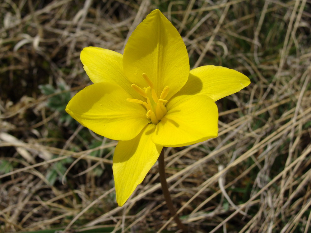 Image of Tulipa uniflora specimen.