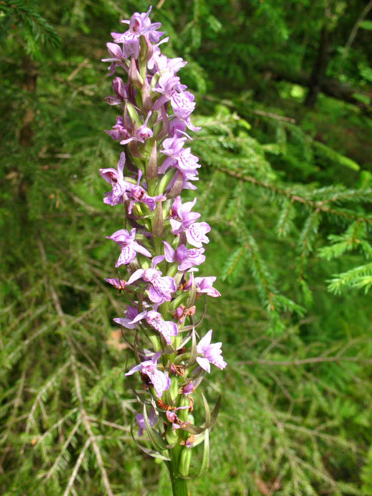 Image of Dactylorhiza baltica specimen.