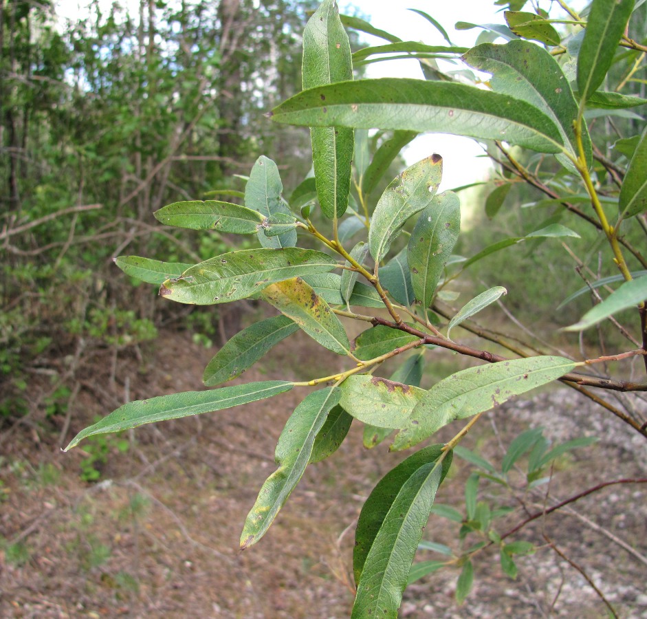 Image of Salix gmelinii specimen.