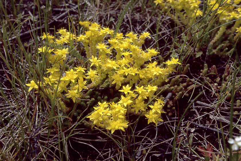 Image of Sedum acre specimen.