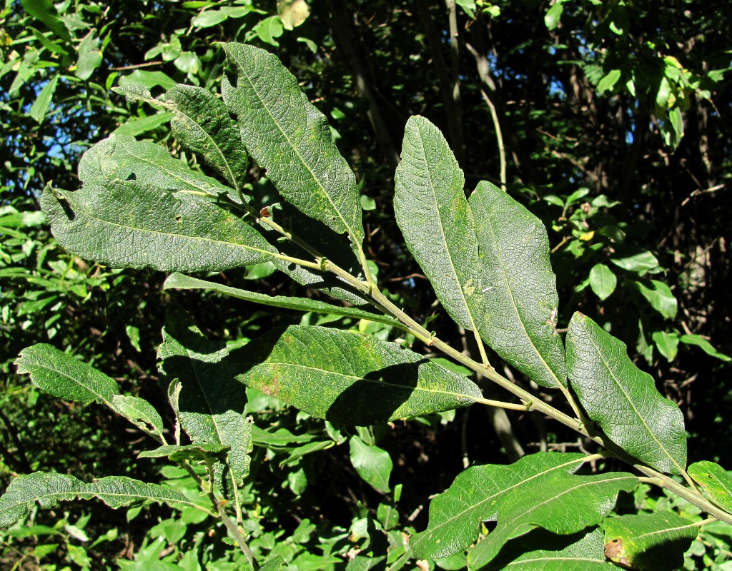 Image of Salix cinerea specimen.