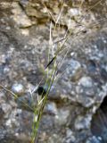 genus Stipa