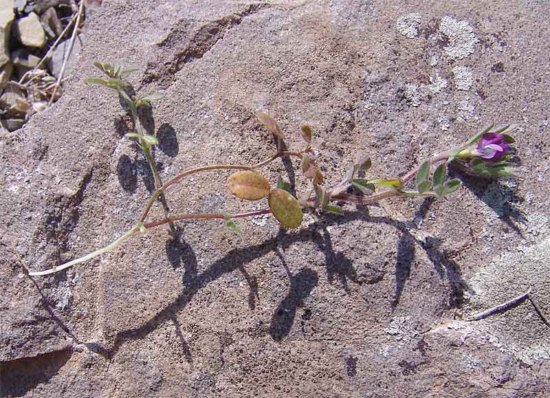 Image of Vicia lathyroides specimen.