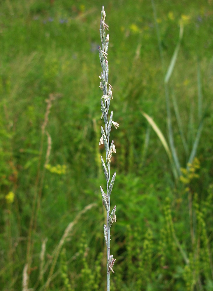 Изображение особи Elytrigia intermedia.